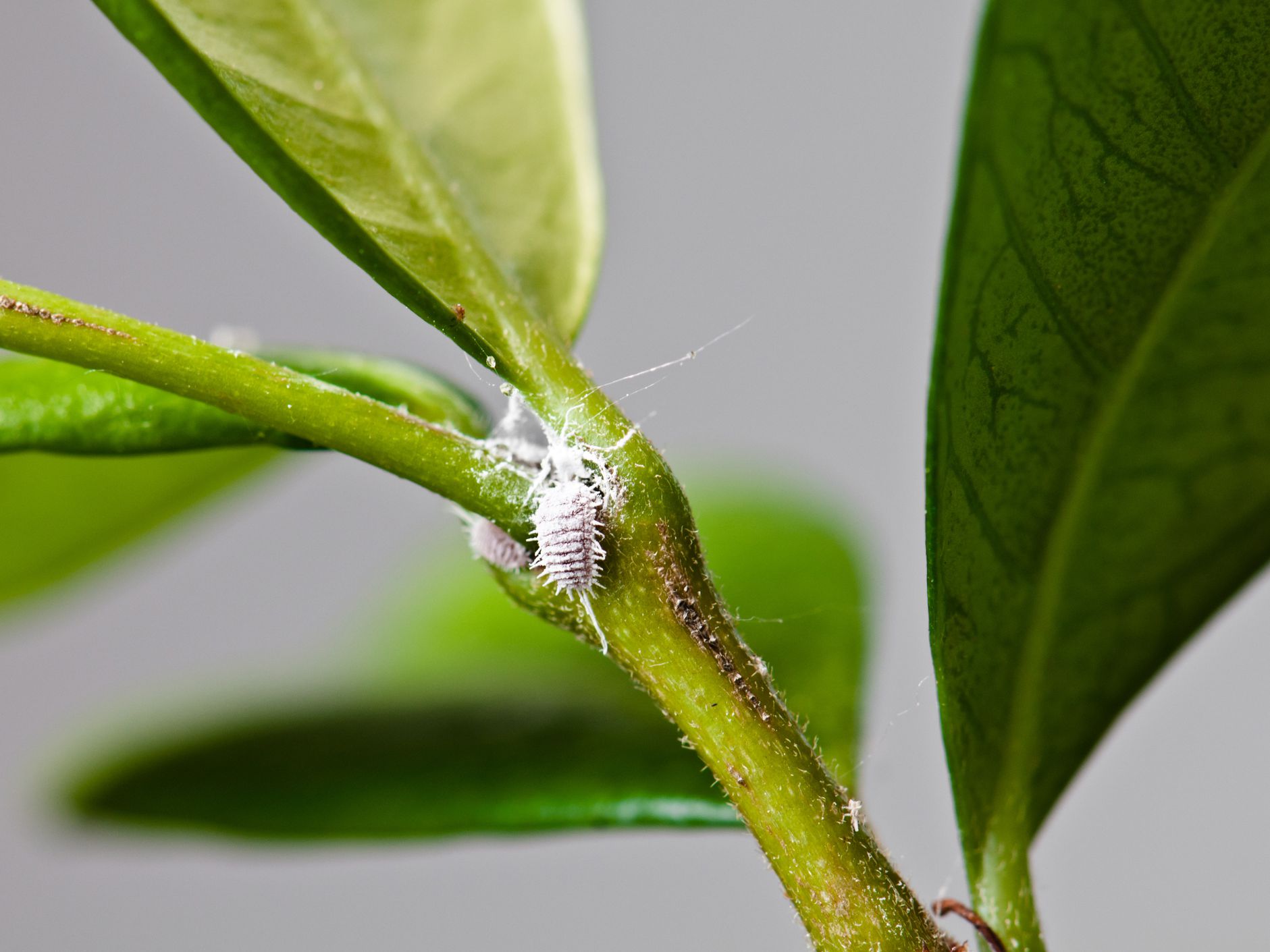 Mealybug-GettyImages-167785530-5b992fcdc9e77c00501fc004